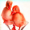 play Little Naughty Chicks Puzzle