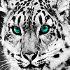 play White Wild Tigers Puzzle