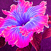 play Pink Hibiscus Puzzle