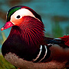 play Colorful Mandarin Ducks Puzzle