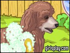 play Cute Poodle Puppy