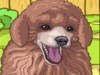 play Cute Poodle Puppy