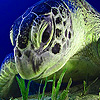 play Giant Sea Turtle Puzzle