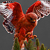 play Warrior Hawk Puzzle