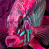 play Pink Big Fish Slide Puzzle