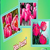 play Pink Garden Tulips Puzzle