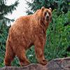 play Bear Puzzle