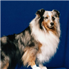 play Dog Breeds Word Search