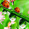play Acrobat Ladybird Beetles Puzzle