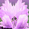 play Pink Beauty Swans Slide Puzzle