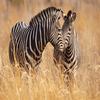 Zebras Puzzle