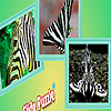play Zebra Animals Puzzle