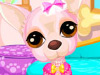 play Cute Chihuahua Caring