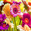 play Spring Flowers Puzzle