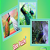 play Dream Peacocks In Private Puzzle