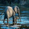 play Elephants Puzzle