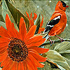 play Bird And Sunflower Slide Puzzle