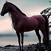 play Alone Wild Horse In Woods Puzzle