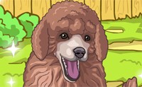 play Cute Poodle Puppy