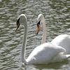 play Swans Puzzle