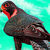 play Wild Majestic Hawk Puzzle