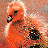 play Red Chick Puzzle