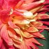 play Amazing Flowers 69