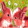 play Lovely Rabbits In The Garden Puzzle