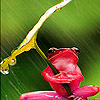 play Green Frog In The Rain Puzzle