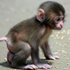 play Cute Baby Monkey Puzzle