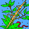 play Worm And Dragonfly Coloring