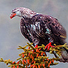 play Old Vulture On The Tree Puzzle