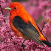 play Colourful Birds Puzzle