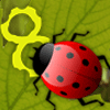 play Feed The Lady Bug