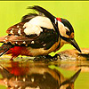 play Red Woodpecker In The Jungle Puzzle