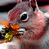 play Little Ground Squirrel Puzzle