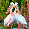 play White Pelicans In River Puzzle