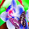 play Colorful Garden Flower Slide Puzzle