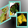 play Wild Green Lizard Puzzle