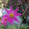 play Amazing Flowers 80