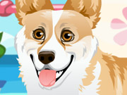 play Corgi Care