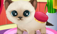 play Paws To Beauty 3: Puppies & Kittens