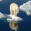 play Polar Bear
