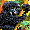 Black Baby Gorilla Slide Puzzle