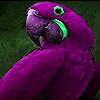 play Colorful Birds On The Tree Puzzle