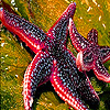 play Ocean Sea Stars Puzzle