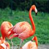 play Flamingo Puzzle