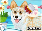 play Corgi Care