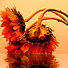 play Beautiful Sunflowers Puzzle