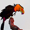 play Parrot Colored Beak Slide Puzzle